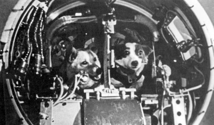 Belka y Strelka perritas