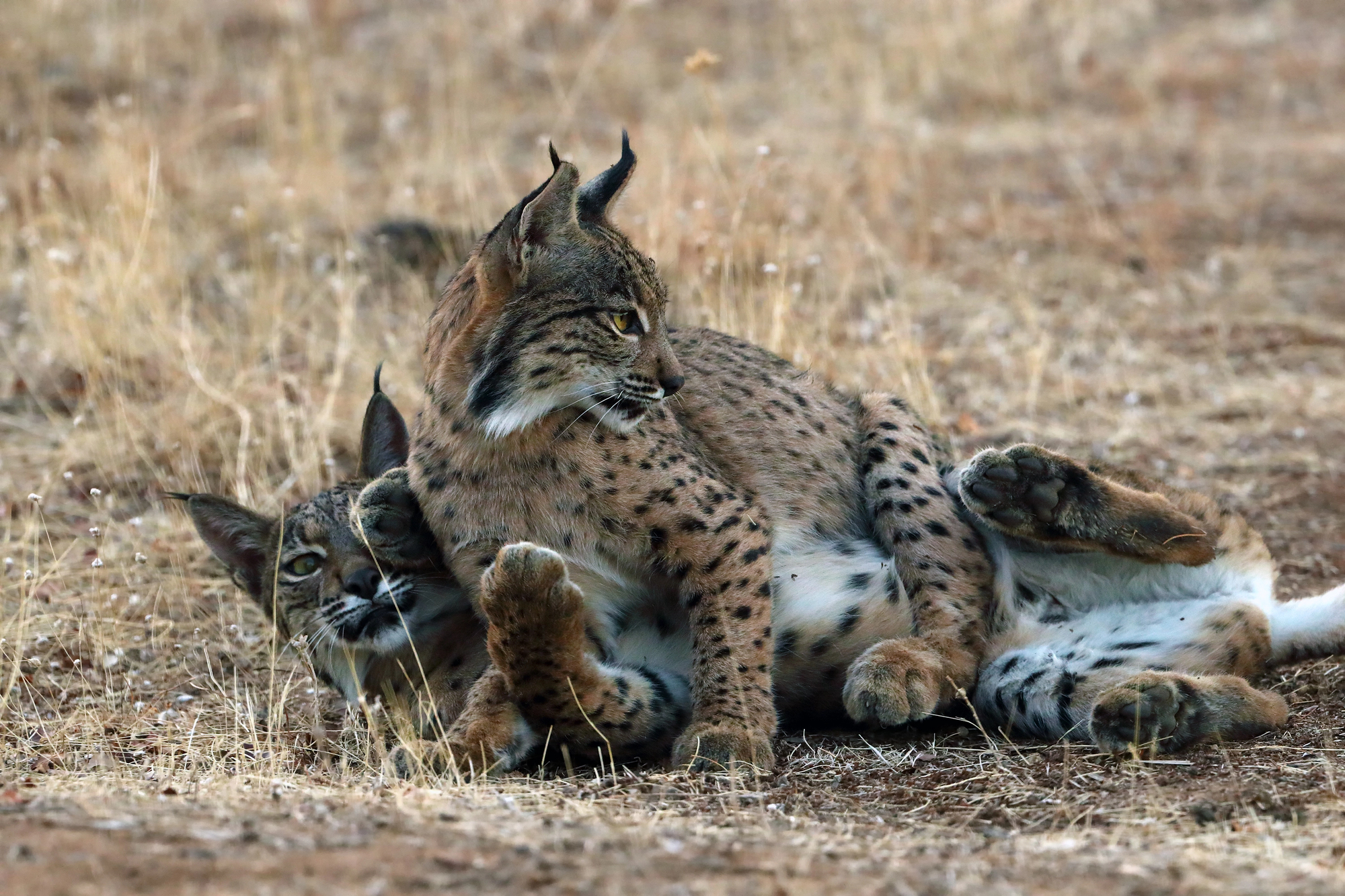 lince DPP