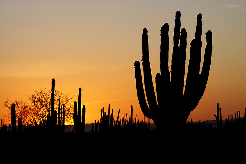 Desierto de Sonora