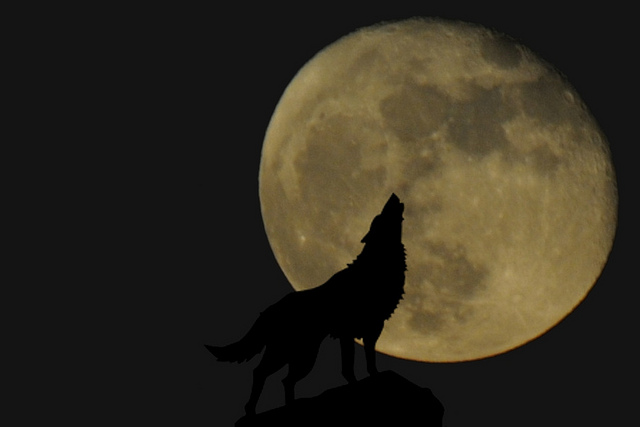 Lobo aullando a la luna llena