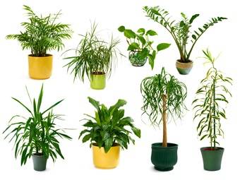 Plantas que purifican el aire