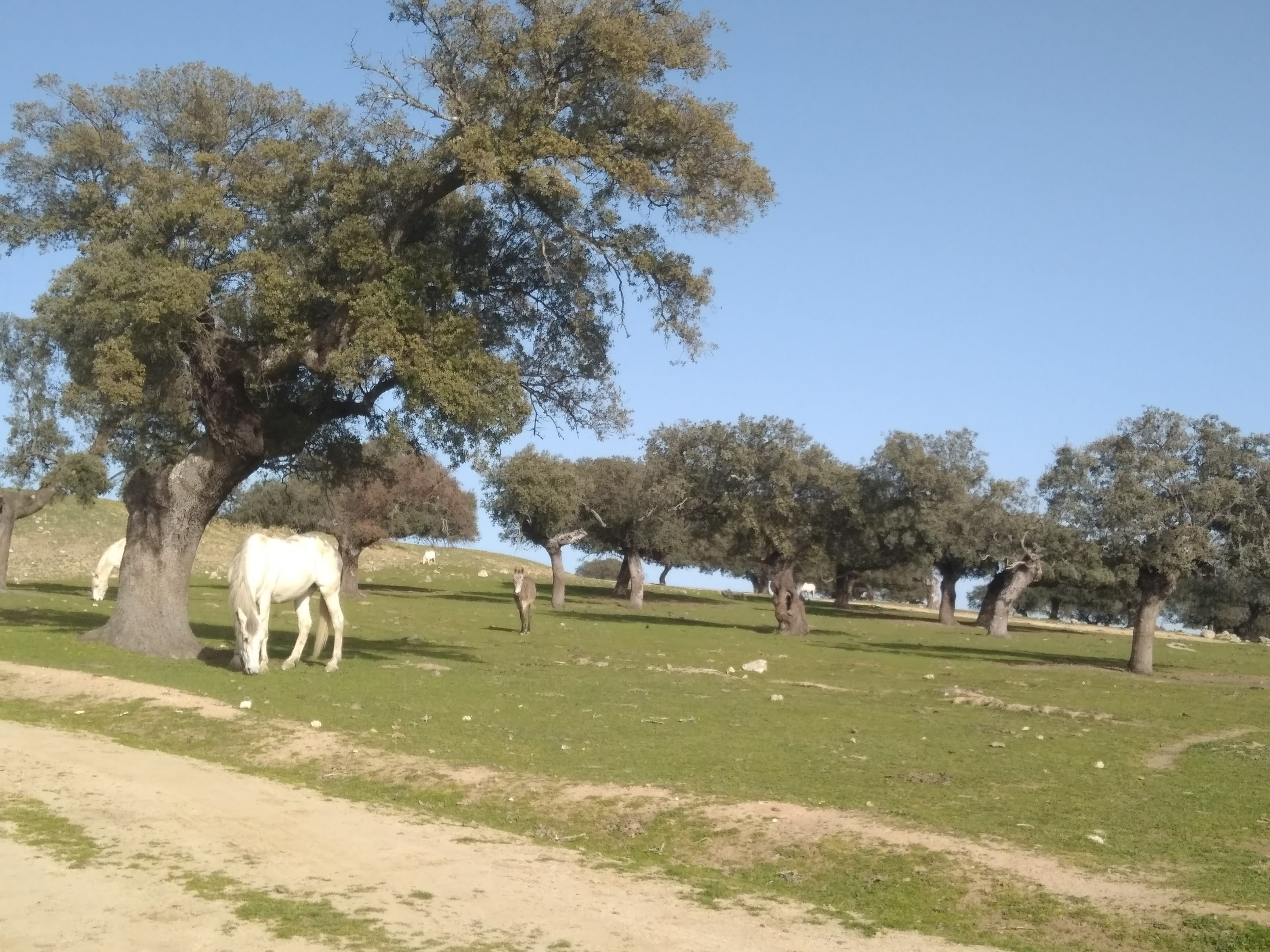 Bujíos de Ceclavín