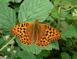 Hight Brown Fitillary Exmoor