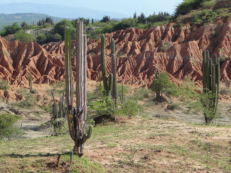 cactus desierto de la tatacoa