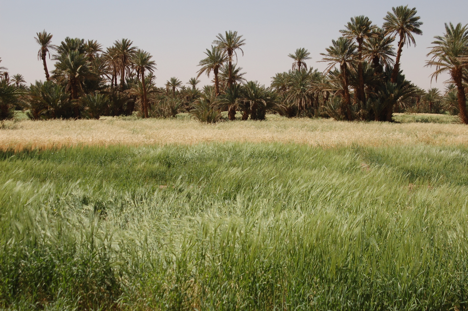 MHamid desierto del Sahara 