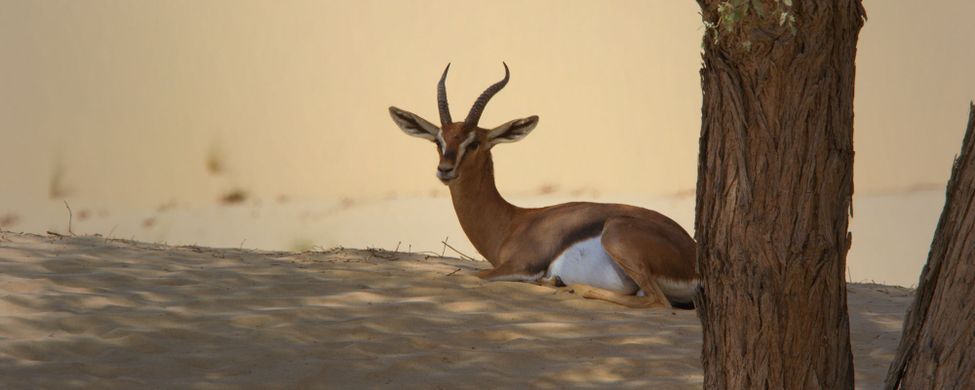 Desierto de Al Marmoum en Dubai