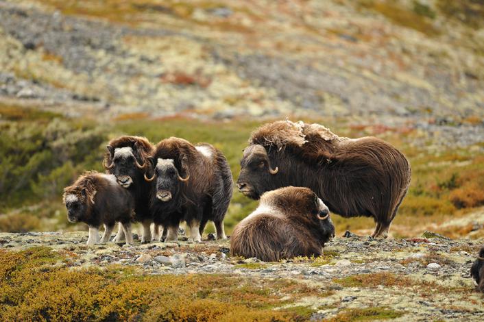 Parque dovrefjell en Noruega