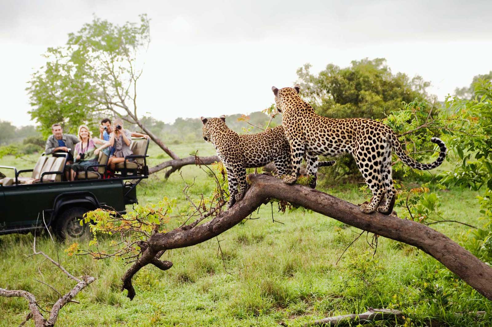 safari a sudafrica