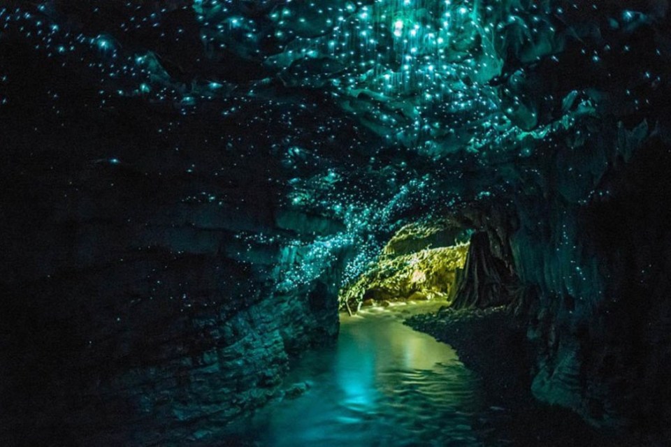 Cuevas de Waitomo Nueva Zelanda