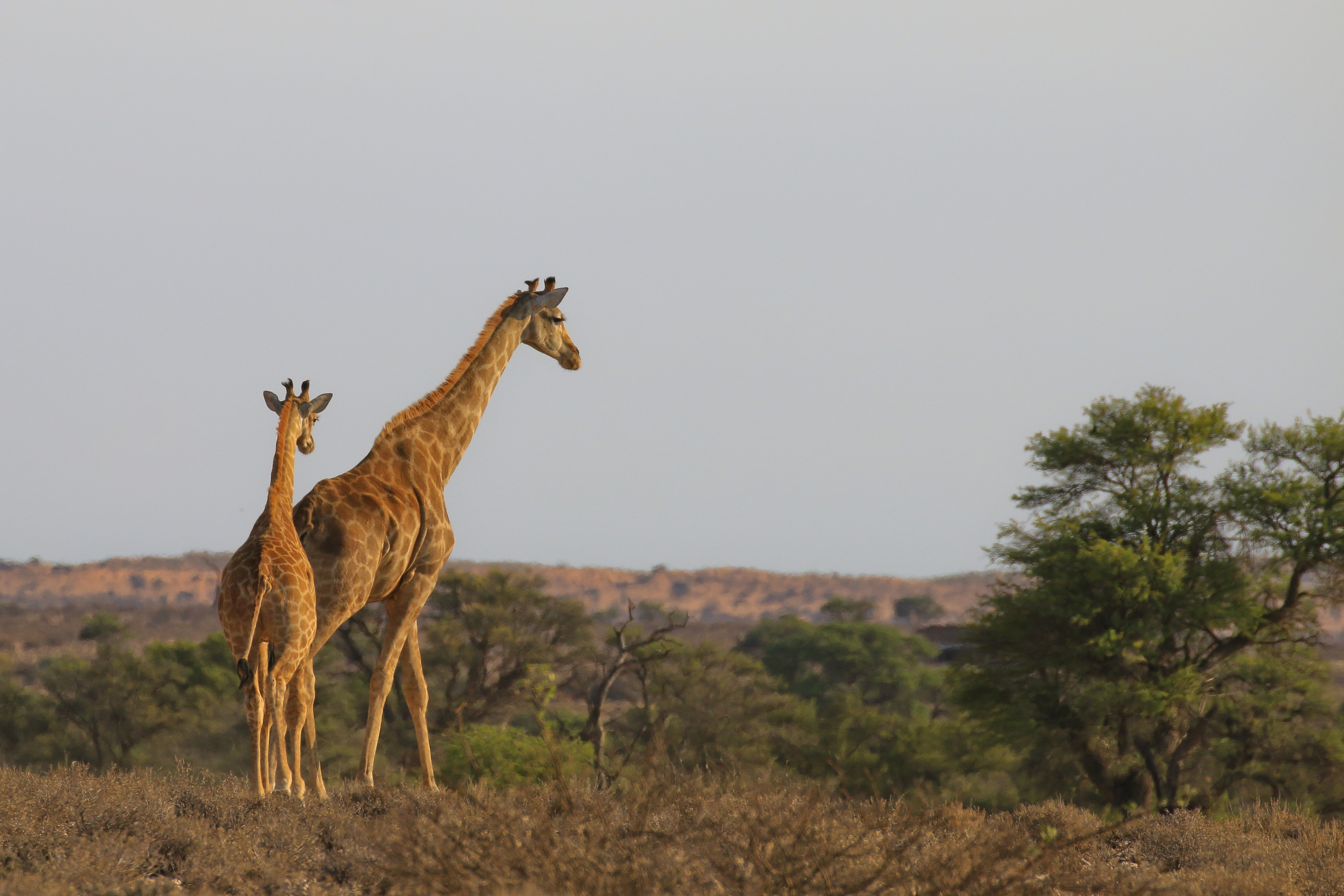 Parque del Patrimonio! Ae! Hai Kalahari