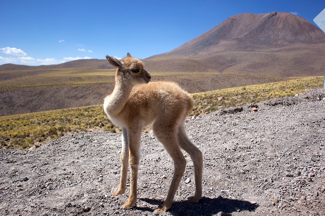 Reserva Natural de Alto Loa