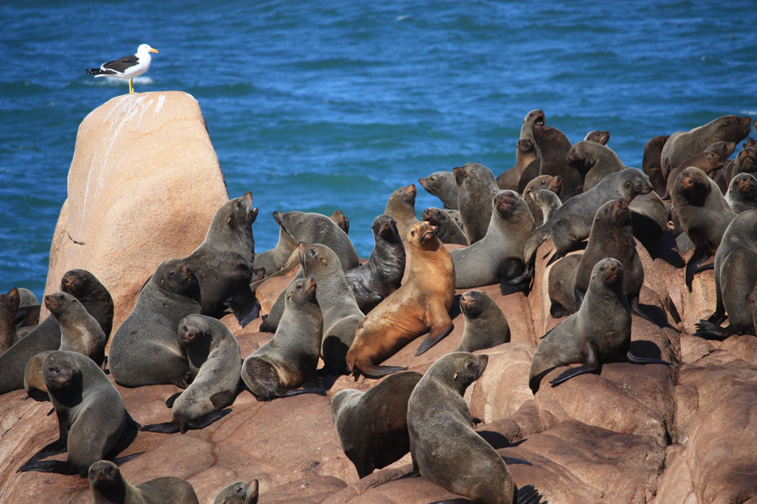 Cabo Polonio lobos marinos