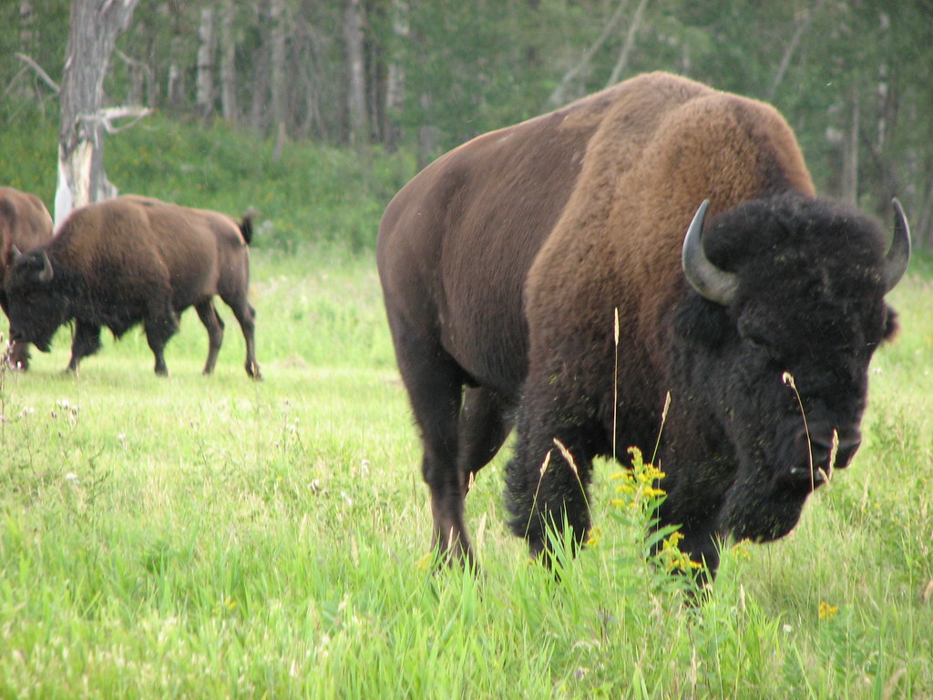 Elk Island Canadá