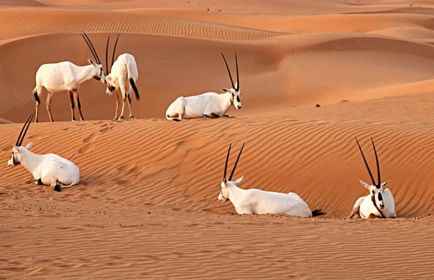 órix al marmoom dubai