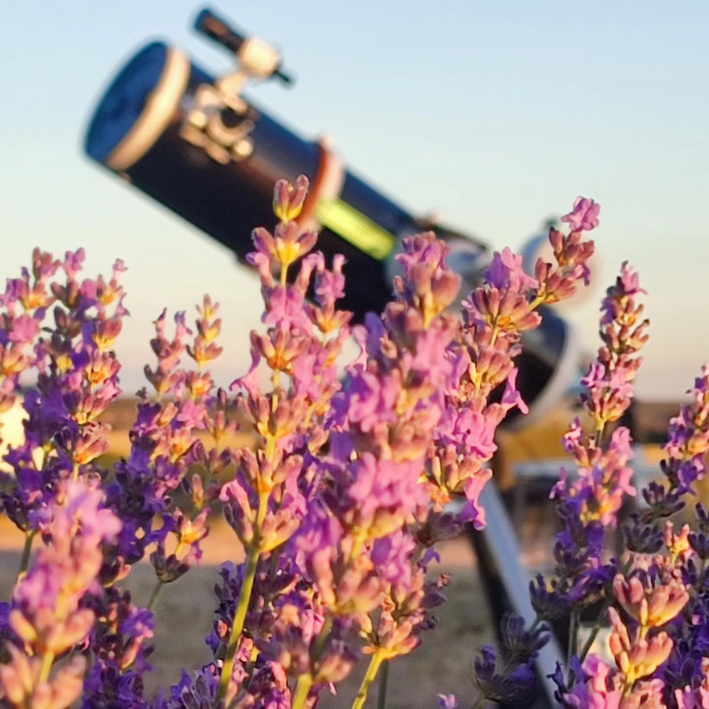 lavanda brihuega guadalajara