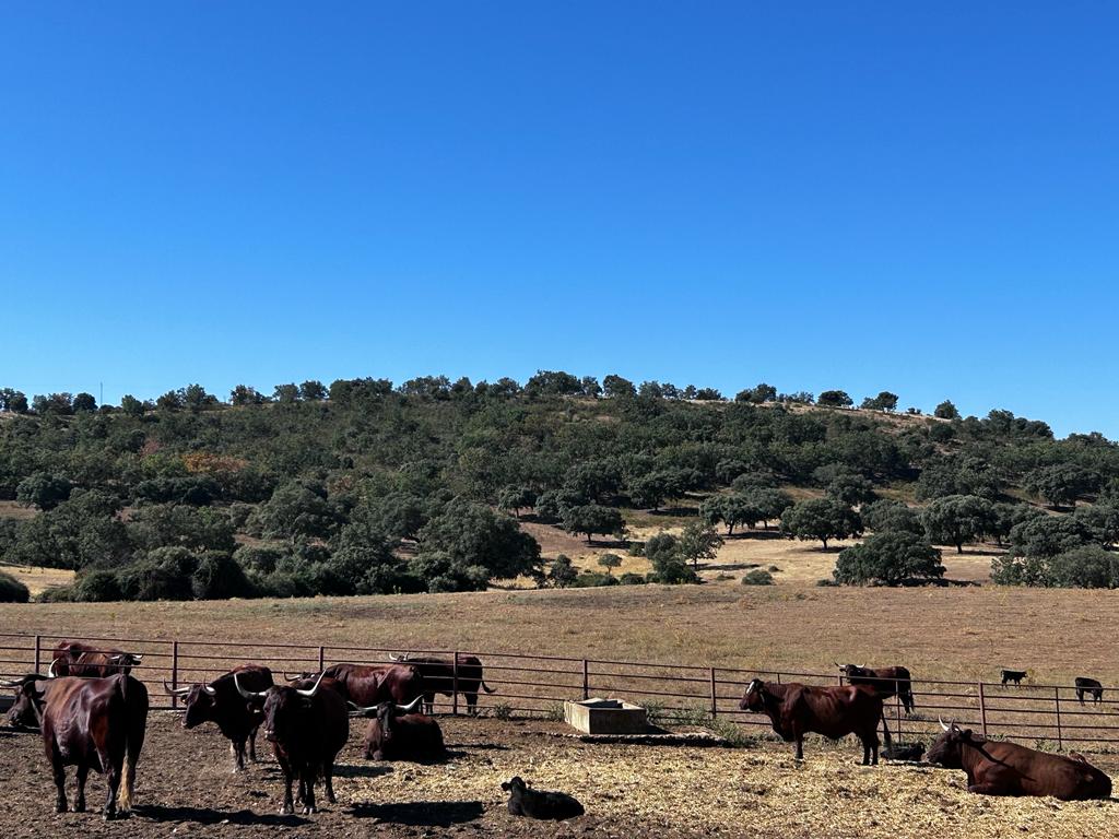 habitat cigüeña negra