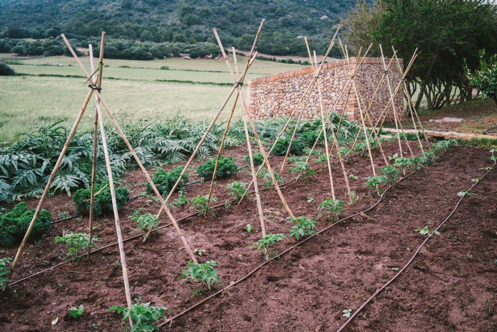 Son Felip, finca orgánica 