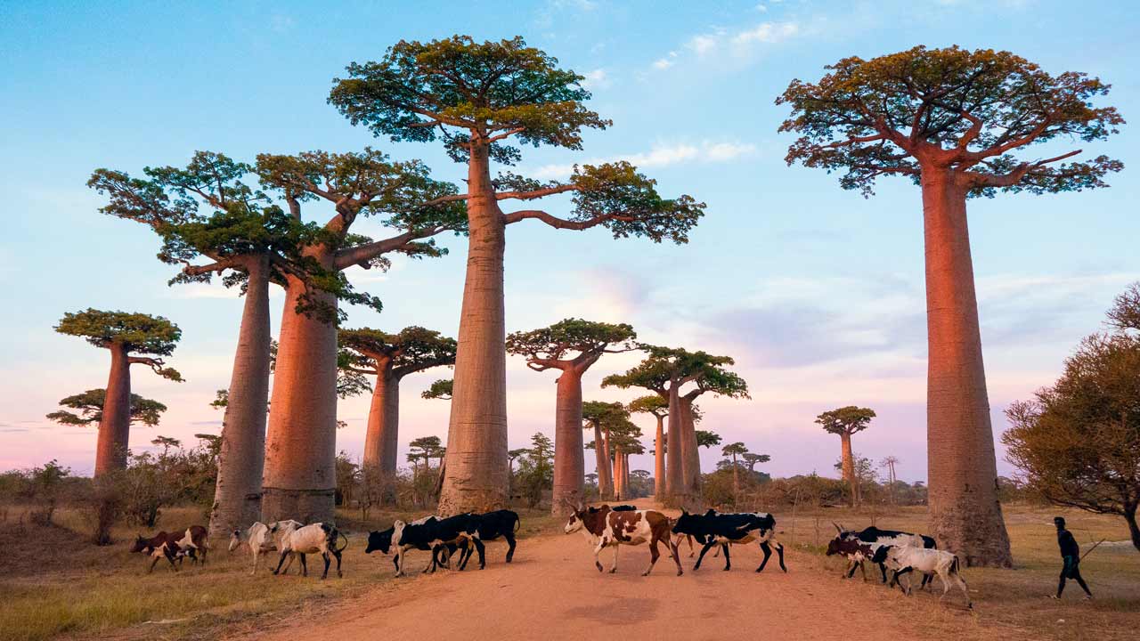 Madagascar 