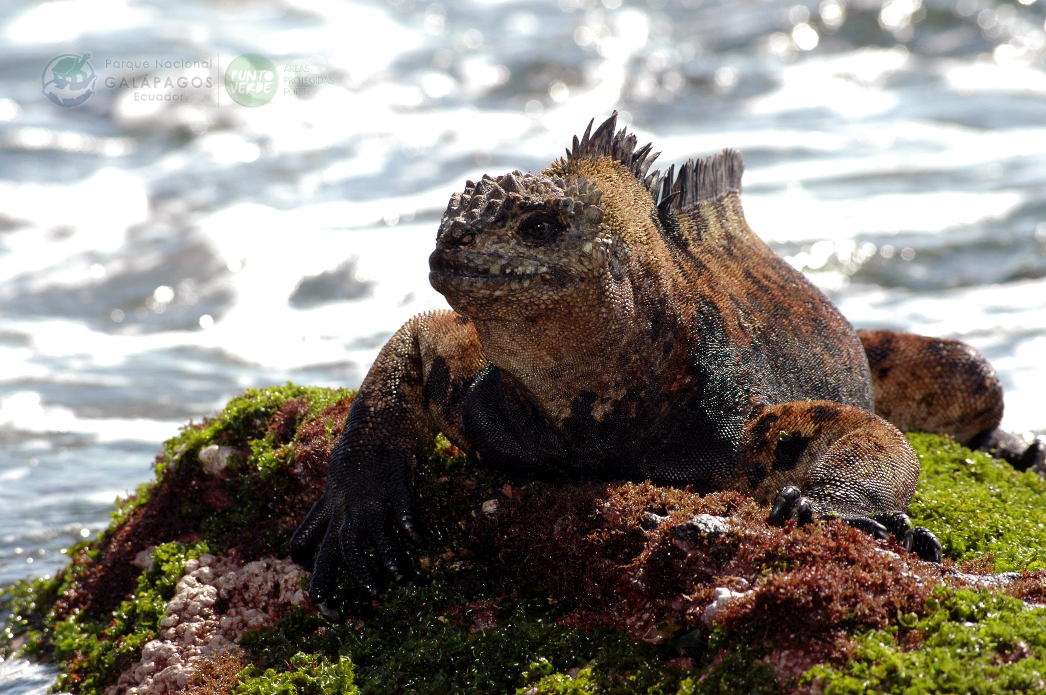 Islas Galápagos, Ecuador 