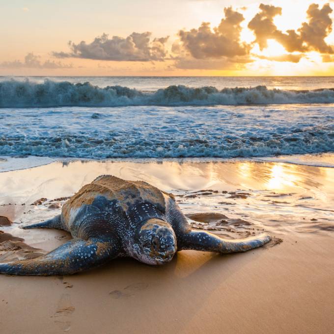 Tortugas en Guayana Francesa 