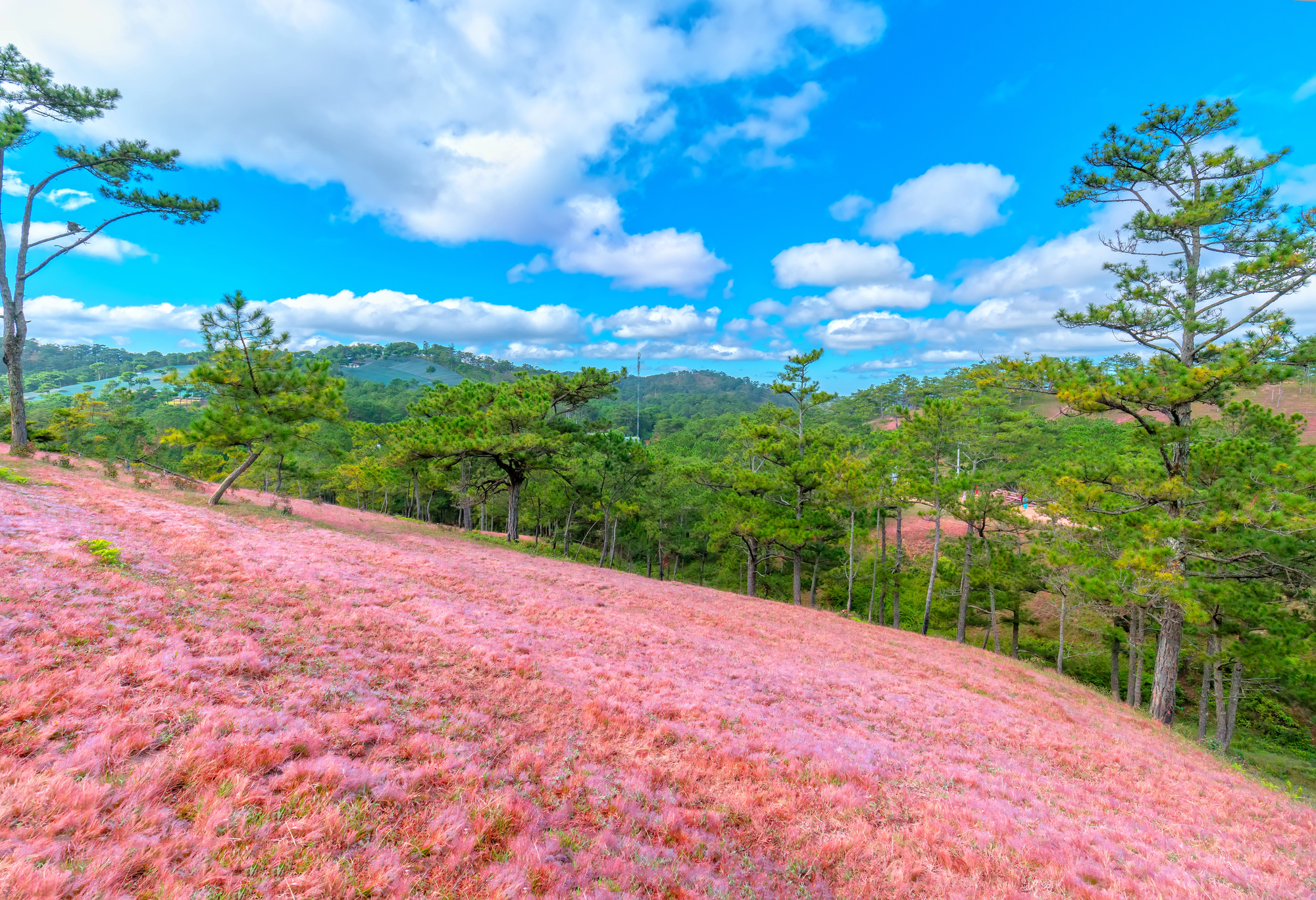 da lat vietnam