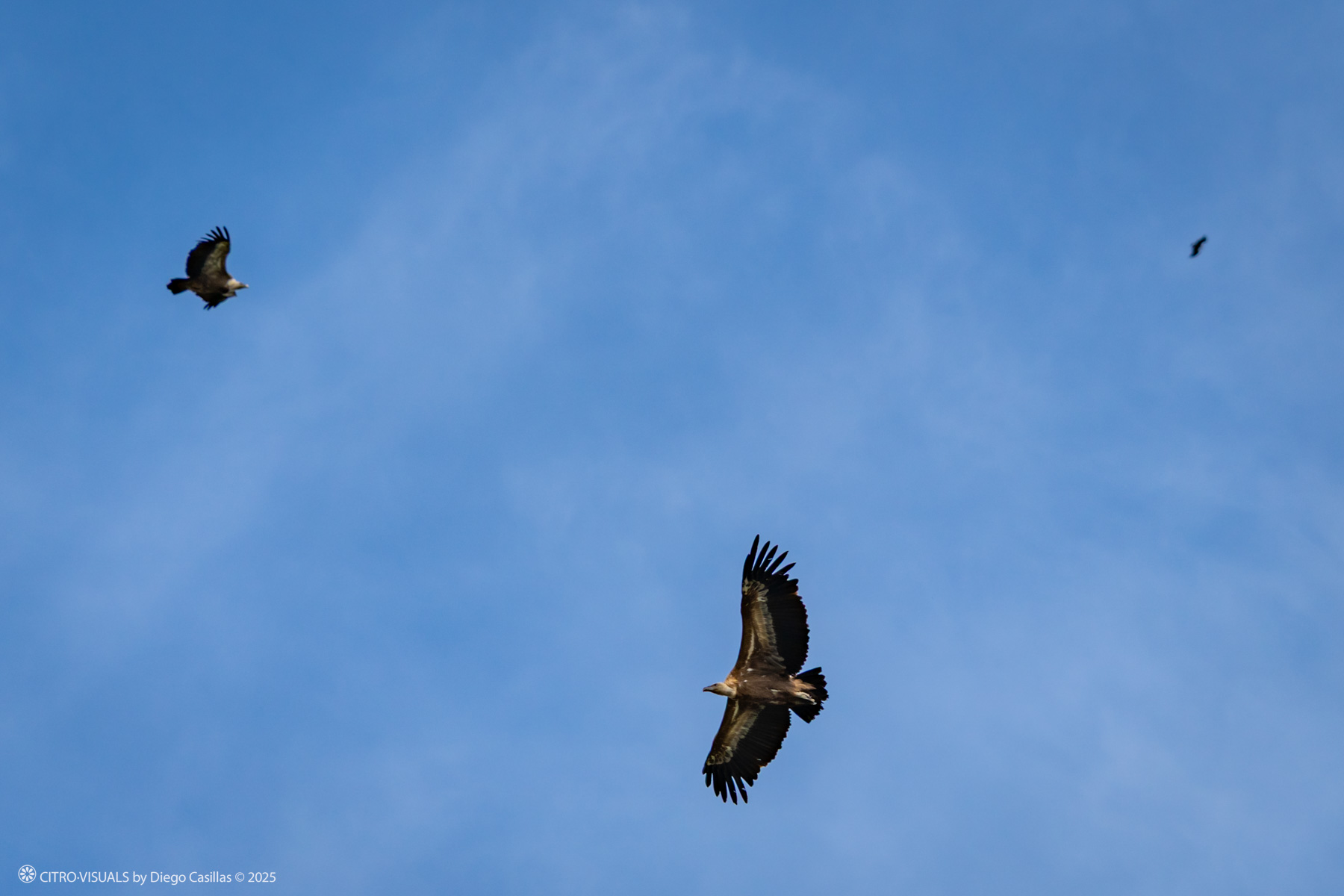 Monfragüe 2025 aves y estrellas